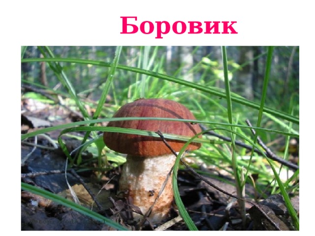 Боровик 