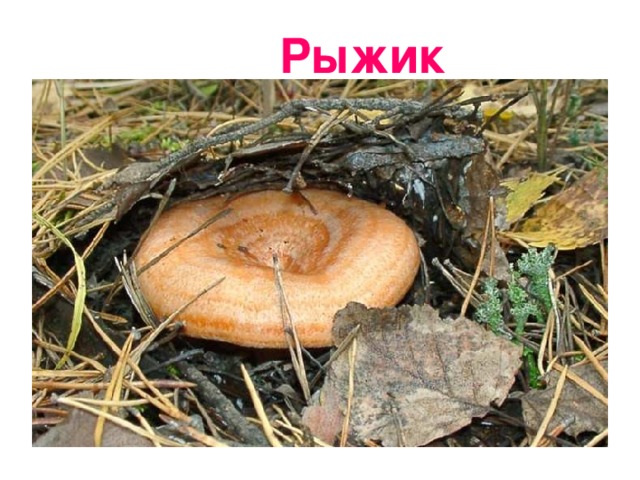 Рыжик 