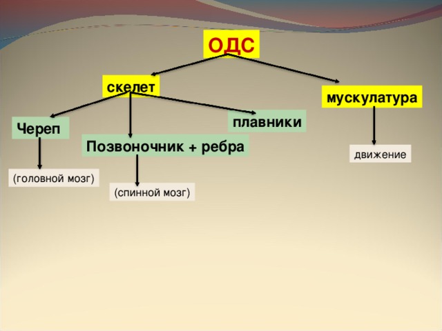 ОДС скелет мускулатура плавники Череп  Позвоночник + ребра движение (головной мозг) (спинной мозг) 