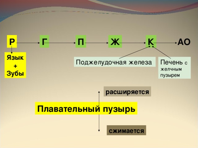 Г АО К Ж П Р Язык + Зубы Печень с желчным пузырем Поджелудочная железа расширяется Плавательный пузырь сжимается 