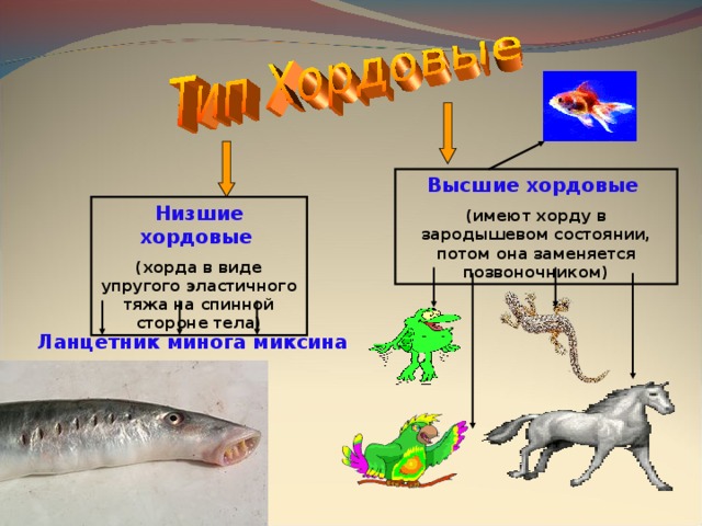 Высшие хордовые  (имеют хорду в зародышевом состоянии, потом она заменяется позвоночником) Низшие хордовые (хорда в виде упругого эластичного тяжа на спинной стороне тела) Ланцетник минога миксина  