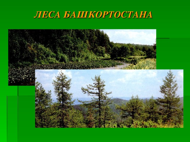 ЛЕСА БАШКОРТОСТАНА 