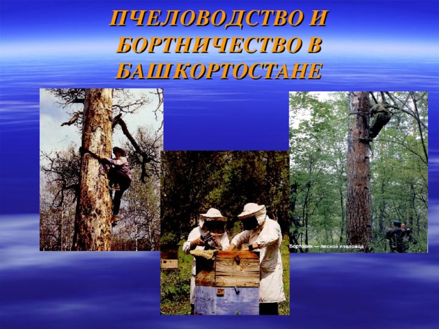 ПЧЕЛОВОДСТВО И БОРТНИЧЕСТВО В БАШКОРТОСТАНЕ 
