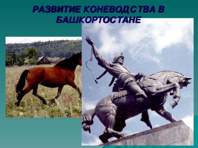 РАЗВИТИЕ КОНЕВОДСТВА В БАШКОРТОСТАНЕ 