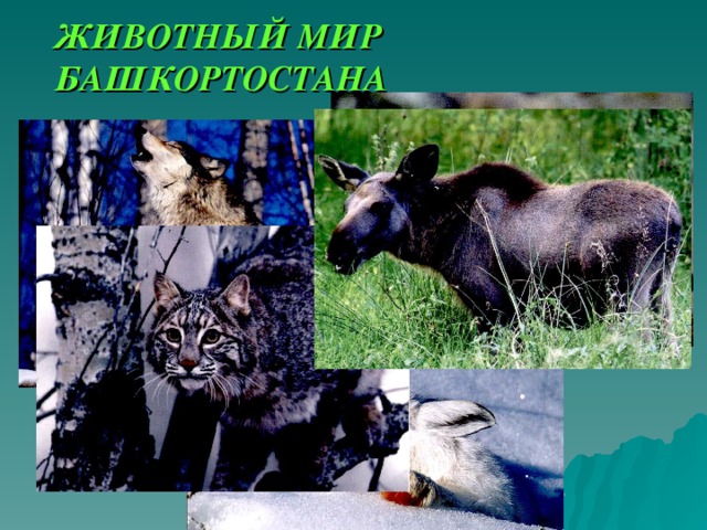 ЖИВОТНЫЙ МИР  БАШКОРТОСТАНА 
