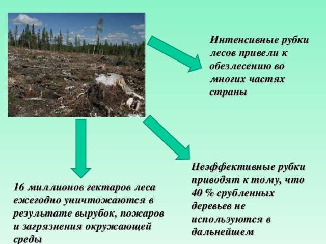 Интенсивные рубки лесов привели к обезлесению во многих частях страны Неэффективные рубки приводят к тому, что 40 % срубленных деревьев не используются в дальнейшем 16 миллионов гектаров леса ежегодно уничтожаются в результате вырубок, пожаров и загрязнения окружающей среды 
