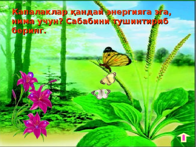 Капалаклар қандай энергияга эга,  нима учун? Сабабини тушинтириб беринг. 