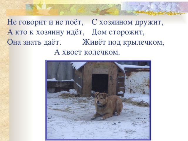 Не говорит и не поёт,  С хозяином дружит,   А кто к хозяину идёт,  Дом сторожит,  Она знать даёт.    Живёт под крылечком,       А хвост колечком. 