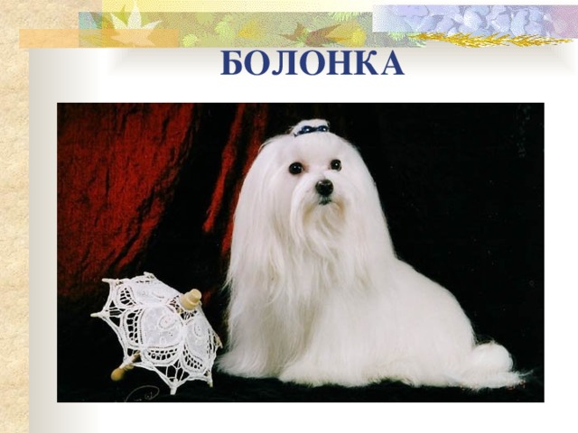 БОЛОНКА 