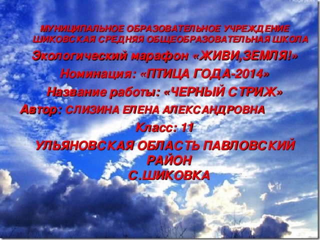  МУНИЦИПАЛЬНОЕ ОБРАЗОВАТЕЛЬНОЕ УЧРЕЖДЕНИЕ ШИКОВСКАЯ СРЕДНЯЯ ОБЩЕОБРАЗОВАТЕЛЬНАЯ ШКОЛА Экологический марафон «ЖИВИ,ЗЕМЛЯ!» Номинация: «ПТИЦА ГОДА-2014» Название работы: «ЧЕРНЫЙ СТРИЖ» Автор: СЛИЗИНА ЕЛЕНА АЛЕКСАНДРОВНА Класс: 11 УЛЬЯНОВСКАЯ ОБЛАСТЬ ПАВЛОВСКИЙ РАЙОН  С.ШИКОВКА     