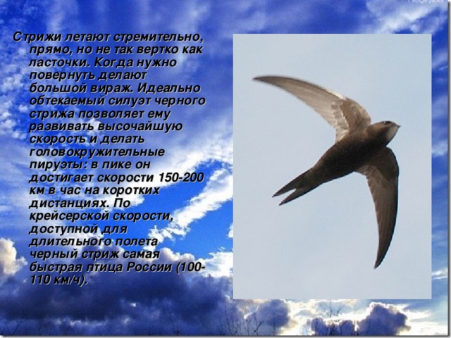 Стрижи летают стремительно, прямо, но не так вертко как ласточки. Когда нужно повернуть делают большой вираж. Идеально обтекаемый силуэт черного стрижа позволяет ему развивать высочайшую скорость и делать головокружительные пируэты: в пике он достигает скорости 150-200 км в час на коротких дистанциях. По крейсерской скорости, доступной для длительного полета черный стриж самая быстрая птица России (100-110 км/ч). 