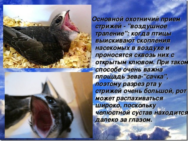  Основной охотничий прием стрижей - 