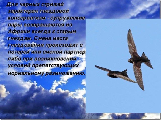  Для черных стрижей характерен гнездовой консерватизм - супружеские пары возвращаются из Африки всегда к старым гнездам. Смена места гнездования происходит с потерей или сменой партнера, либо при возникновении условий препятствующих нормальному размножению.  
