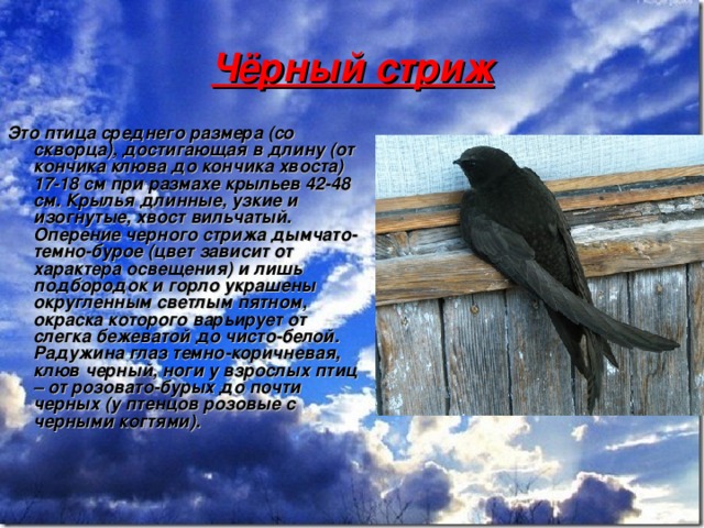 Чёрный стриж Это птица среднего размера (со скворца), достигающая в длину (от кончика клюва до кончика хвоста) 17-18 см при размахе крыльев 42-48 см. Крылья длинные, узкие и изогнутые, хвост вильчатый. Оперение черного стрижа дымчато-темно-бурое (цвет зависит от характера освещения) и лишь подбородок и горло украшены округленным светлым пятном, окраска которого варьирует от слегка бежеватой до чисто-белой.  Радужина глаз темно-коричневая, клюв черный, ноги у взрослых птиц – от розовато-бурых до почти черных (у птенцов розовые с черными когтями).  