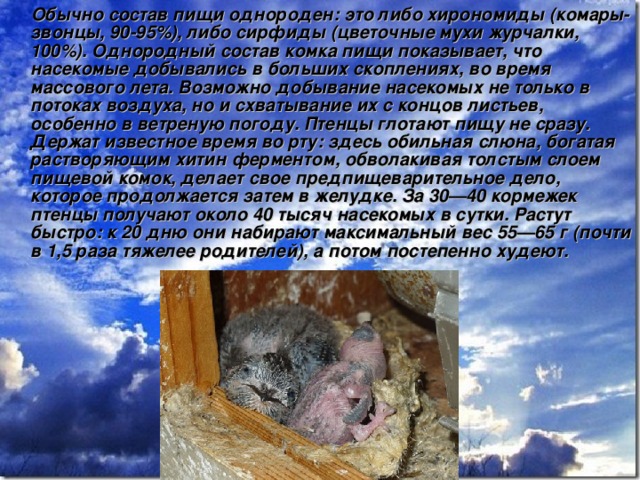  Обычно состав пищи однороден: это либо хирономиды (комары-звонцы, 90-95%), либо сирфиды (цветочные мухи журчалки, 100%). Однородный состав комка пищи показывает, что насекомые добывались в больших скоплениях, во время массового лета. Возможно добывание насекомых не только в потоках воздуха, но и схватывание их с концов листьев, особенно в ветреную погоду. Птенцы глотают пищу не сразу. Держат известное время во рту: здесь обильная слюна, богатая растворяющим хитин ферментом, обволакивая толстым слоем пищевой комок, делает свое предпищеварительное дело, которое продолжается затем в желудке. За 30—40 кормежек птенцы получают около 40 тысяч насекомых в сутки. Растут быстро: к 20 дню они набирают максимальный вес 55—65 г (почти в 1,5 раза тяжелее родителей), а потом постепенно худеют. 