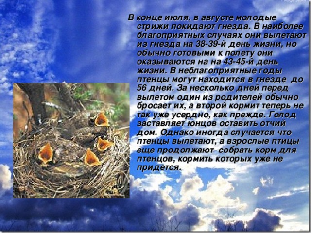   В конце июля, в августе молодые стрижи покидают гнезда. В наиболее благоприятных случаях они вылетают из гнезда на 38-39-й день жизни, но обычно готовыми к полету они оказываются на на 43-45-й день жизни. В неблагоприятные годы птенцы могут находится в гнезде  до 56 дней. За несколько дней перед вылетом один из родителей обычно бросает их, а второй кормит теперь не так уже усердно, как прежде. Голод заставляет юнцов оставить отчий дом. Однако иногда случается что птенцы вылетают, а взрослые птицы еще продолжают  собрать корм для птенцов, кормить которых уже не придется.  