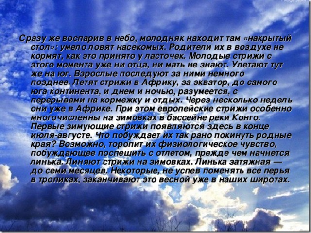 Сразу же воспарив в небо, молодняк находит там «накрытый стол»: умело ловят насекомых. Родители их в воздухе не кормят, как это принято у ласточек. Молодые стрижи с этого момента уже ни отца, ни мать не знают. Улетают тут же на юг. Взрослые последуют за ними немного позднее. Летят стрижи в Африку, за экватор, до самого юга континента, и днем и ночью, разумеется, с перерывами на кормежку и отдых. Через несколько недель они уже в Африке. При этом европейские стрижи особенно многочисленны на зимовках в бассейне реки Конго. Первые зимующие стрижи появляются здесь в конце июля-августе. Что побуждает их так рано покинуть родные края? Возможно, торопит их физиологическое чувство, побуждающее поспешить с отлетом, прежде чем начнется линька. Линяют стрижи на зимовках. Линька затяжная — до семи месяцев. Некоторые, не успев поменять все перья в тропиках, заканчивают это весной уже в наших широтах. 