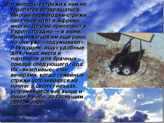 Эти молодые стрижи к нам не торопятся возвращаться. Многие первогодки-стрижи лето проводят в Африке, многие другие прилетают в Европу поздно — в июне. Размножаться им еще рано, но они уже «подумывают» о будущем: ищут удобные для гнезд места и партнеров для брачных союзов следующего года. Их «визгливые» стаи вечерами, когда семейные стрижи устраиваются на ночлег в своих гнездах, устремляются все выше и выше в небо, за гаснущим светом зари. 