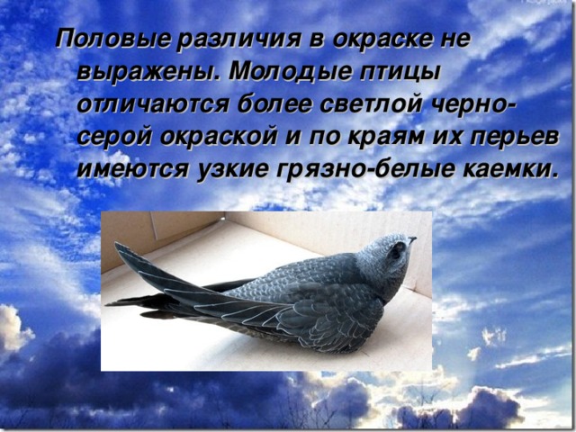 Половые различия в окраске не выражены. Молодые птицы отличаются более светлой черно-серой окраской и по краям их перьев имеются узкие грязно-белые каемки.  
