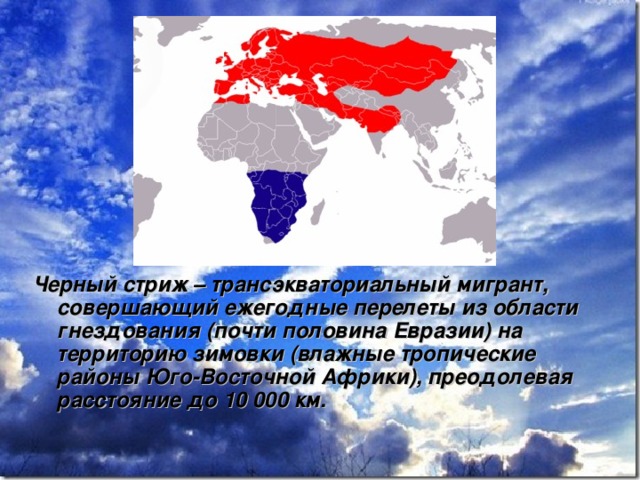 Черный стриж – трансэкваториальный мигрант, совершающий ежегодные перелеты из области гнездования (почти половина Евразии) на территорию зимовки (влажные тропические районы Юго-Восточной Африки), преодолевая расстояние до 10 000 км.   