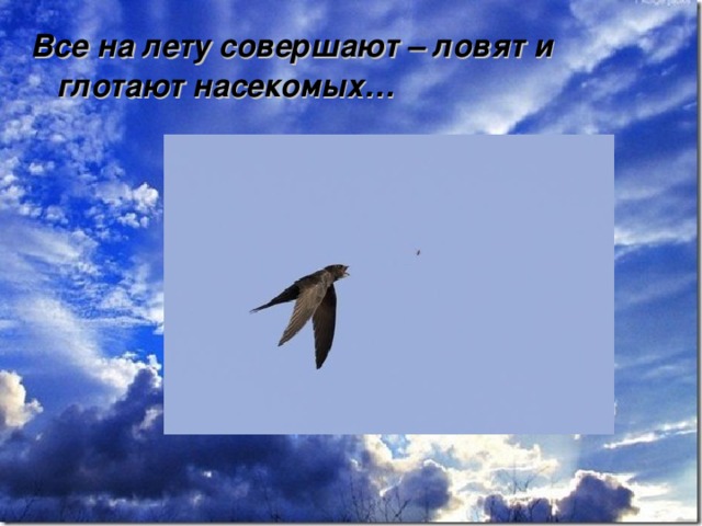 Все на лету совершают – ловят и глотают насекомых…   