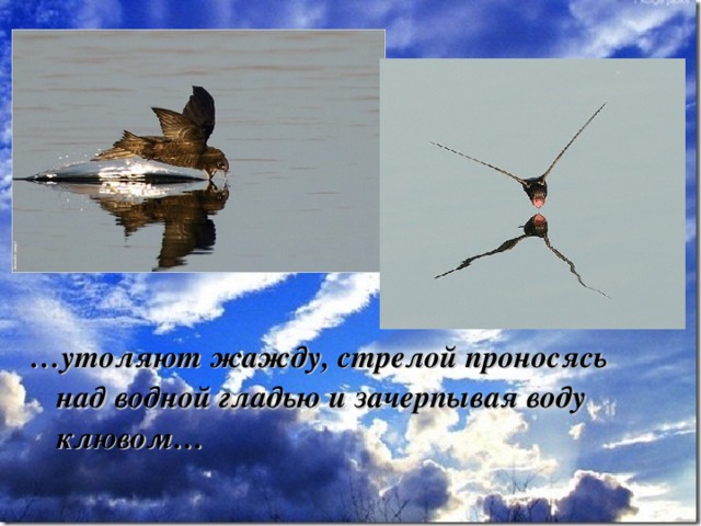 … утоляют жажду, стрелой проносясь над водной гладью и зачерпывая воду клювом… 