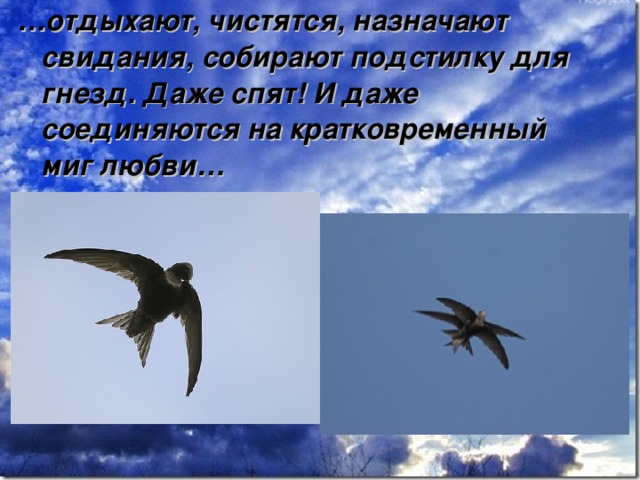 … отдыхают, чистятся, назначают свидания, собирают подстилку для гнезд. Даже спят! И даже соединяются на кратковременный миг любви… 