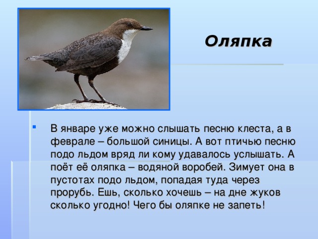 Оляпка В январе уже можно слышать песню клеста, а в феврале – большой синицы. А вот птичью песню подо льдом вряд ли кому удавалось услышать. А поёт её оляпка – водяной воробей. Зимует она в пустотах подо льдом, попадая туда через прорубь. Ешь, сколько хочешь – на дне жуков сколько угодно! Чего бы оляпке не запеть!  