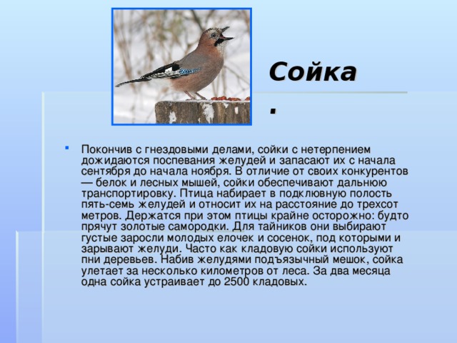Сойка.  Покончив с гнездовыми делами, сойки с нетерпением дожидаются поспевания желудей и запасают их с начала сентября до начала ноября. В отличие от своих конкурентов — белок и лесных мышей, сойки обеспечивают дальнюю транспортировку. Птица набирает в подклювную полость пять-семь желудей и относит их на расстояние до трехсот метров. Держатся при этом птицы крайне осторожно: будто прячут золотые самородки. Для тайников они выбирают густые заросли молодых елочек и сосенок, под которыми и зарывают желуди. Часто как кладовую сойки используют пни деревьев. Набив желудями подъязычный мешок, сойка улетает за несколько километров от леса. За два месяца одна сойка устраивает до 2500 кладовых. 