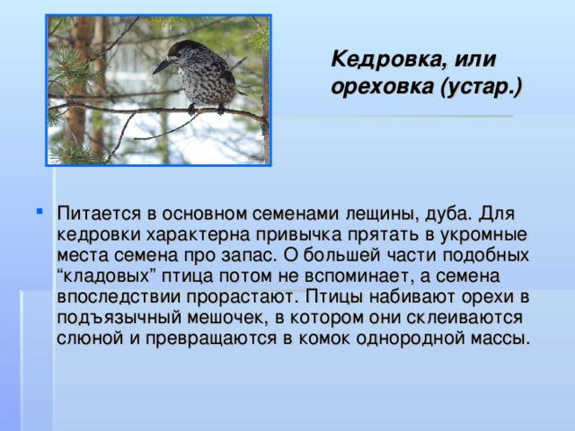 Кедровка, или  ореховка (устар.) Питается в основном семенами лещины, дуба. Для кедровки характерна привычка прятать в укромные места семена про запас. О большей части подобных “кладовых” птица потом не вспоминает, а семена впоследствии прорастают. Птицы набивают орехи в подъязычный мешочек, в котором они склеиваются слюной и превращаются в комок однородной массы. 