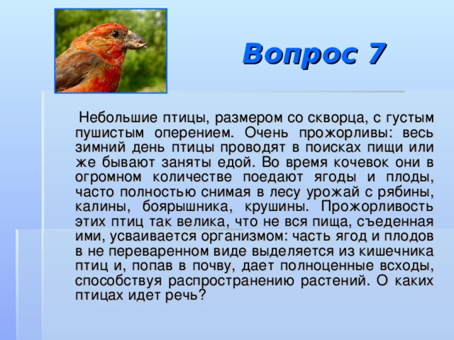 Вопрос 7  Небольшие птицы, размером со скворца, с густым пушистым оперением. Очень прожорливы: весь зимний день птицы проводят в поисках пищи или же бывают заняты едой. Во время кочевок они в огромном количестве поедают ягоды и плоды, часто полностью снимая в лесу урожай с рябины, калины, боярышника, крушины. Прожорливость этих птиц так велика, что не вся пища, съеденная ими, усваивается организмом: часть ягод и плодов в не переваренном виде выделяется из кишечника птиц и, попав в почву, дает полноценные всходы, способствуя распространению растений. О каких птицах идет речь? 