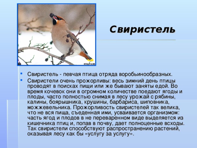 Свиристель Свиристель - певчая птица отряда воробьинообразных. Свиристели очень прожорливы: весь зимний день птицы проводят в поисках пищи или же бывают заняты едой. Во время кочевок они в огромном количестве поедают ягоды и плоды, часто полностью снимая в лесу урожай с рябины, калины, боярышника, крушины, барбариса, шиповника, можжевельника. Прожорливость свиристелей так велика, что не вся пища, съеденная ими, усваивается организмом: часть ягод и плодов в не переваренном виде выделяется из кишечника птиц и, попав в почву, дает полноценные всходы. Так свиристели способствуют распространению растений, оказывая лесу как бы «услугу за услугу». 