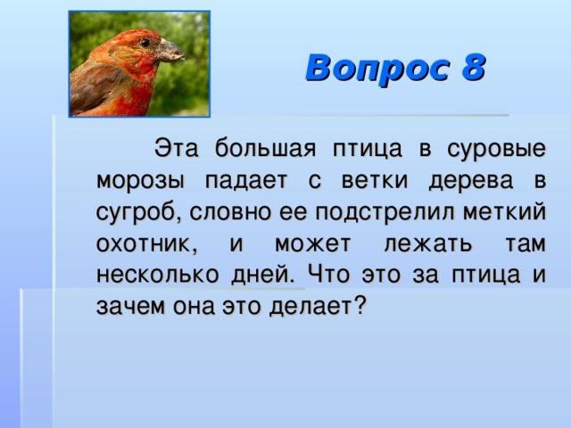 Вопрос 8  Эта большая птица в суровые морозы падает с ветки дерева в сугроб, словно ее подстрелил меткий охотник, и может лежать там несколько дней. Что это за птица и зачем она это делает? 