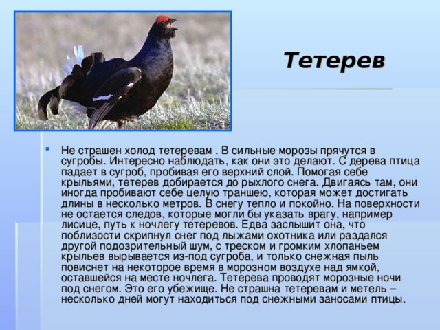 Тетерев Не страшен холод тетеревам . В сильные морозы прячутся в сугробы. Интересно наблюдать, как они это делают. С дерева птица падает в сугроб, пробивая его верхний слой. Помогая себе крыльями, тетерев добирается до рыхлого снега. Двигаясь там, они иногда пробивают себе целую траншею, которая может достигать длины в несколько метров. В снегу тепло и покойно. На поверхности не остается следов, которые могли бы указать врагу, например лисице, путь к ночлегу тетеревов. Едва заслышит она, что поблизости скрипнул снег под лыжами охотника или раздался другой подозрительный шум, с треском и громким хлопаньем крыльев вырывается из-под сугроба, и только снежная пыль повиснет на некоторое время в морозном воздухе над ямкой, оставшейся на месте ночлега. Тетерева проводят морозные ночи под снегом. Это его убежище. Не страшна тетеревам и метель – несколько дней могут находиться под снежными заносами птицы.  