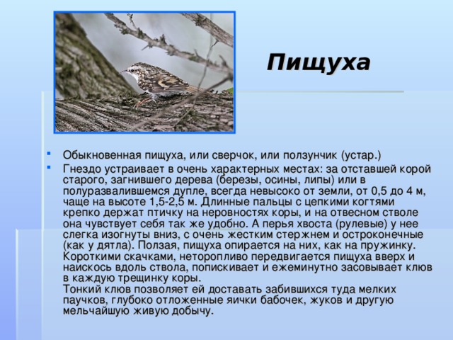 Пищуха Обыкновенная пищуха, или сверчок, или ползунчик (устар.) Гнездо устраивает в очень характерных местах: за отставшей корой старого, загнившего дерева (березы, осины, липы) или в полуразвалившемся дупле, всегда невысоко от земли, от 0,5 до 4 м, чаще на высоте 1,5-2,5 м. Длинные пальцы с цепкими когтями крепко держат птичку на неровностях коры, и на отвесном стволе она чувствует себя так же удобно. А перья хвоста (рулевые) у нее слегка изогнуты вниз, с очень жестким стержнем и остроконечные (как у дятла). Ползая, пищуха опирается на них, как на пружинку.  Короткими скачками, неторопливо передвигается пищуха вверх и наискось вдоль ствола, попискивает и ежеминутно засовывает клюв в каждую трещинку коры.  Тонкий клюв позволяет ей доставать забившихся туда мелких паучков, глубоко отложенные яички бабочек, жуков и другую мельчайшую живую добычу. 