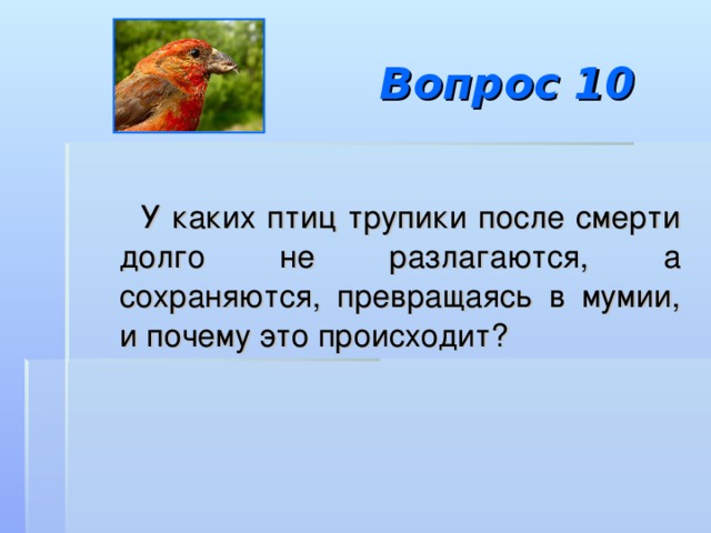 Вопрос 10  У каких птиц трупики после смерти долго не разлагаются, а сохраняются, превращаясь в мумии, и почему это происходит? 