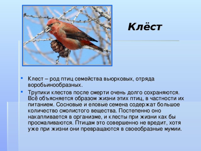 Клёст Клест – род птиц семейства вьюрковых, отряда воробьинообразных. Трупики клестов после смерти очень долго сохраняются.  Всё объясняется образом жизни этих птиц, в частности их питанием. Сосновые и еловые семена содержат большое количество смолистого вещества. Постепенно оно накапливается в организме, и клесты при жизни как бы просмаливаются. Птицам это совершенно не вредит, хотя уже при жизни они превращаются в своеобразные мумии. 