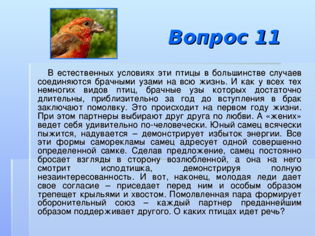 Вопрос 11  В естественных условиях эти птицы в большинстве случаев соединяются брачными узами на всю жизнь. И как у всех тех немногих видов птиц, брачные узы которых достаточно длительны, приблизительно за год до вступления в брак заключают помолвку. Это происходит на первом году жизни. При этом партнеры выбирают друг друга по любви. А «жених» ведет себя удивительно по-человечески. Юный самец всячески пыжится, надувается – демонстрирует избыток энергии. Все эти формы саморекламы самец адресует одной совершенно определенной самке. Сделав предложение, самец постоянно бросает взгляды в сторону возлюбленной, а она на него смотрит исподтишка, демонстрируя полную незаинтересованность. И вот, наконец, молодая леди дает свое согласие – приседает перед ним и особым образом трепещет крыльями и хвостом. Помолвленная пара формирует оборонительный союз – каждый партнер преданнейшим образом поддерживает другого. О каких птицах идет речь? 