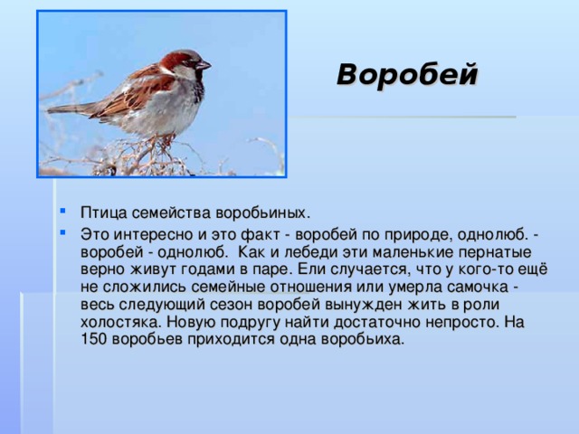 Воробей Птица семейства воробьиных. Это интересно и это факт - воробей по природе, однолюб. - воробей - однолюб. Как и лебеди эти маленькие пернатые верно живут годами в паре. Ели случается, что у кого-то ещё не сложились семейные отношения или умерла самочка - весь следующий сезон воробей вынужден жить в роли холостяка. Новую подругу найти достаточно непросто. На 150 воробьев приходится одна воробьиха. 