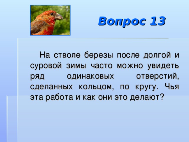 Вопрос 13  На стволе березы после долгой и суровой зимы часто можно увидеть ряд одинаковых отверстий, сделанных кольцом, по кругу. Чья эта работа и как они это делают? 