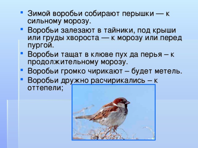Зимой воробьи собирают перышки — к сильному морозу. Воробьи залезают в тайники, под крыши или груды хвороста — к морозу или перед пургой. Воробьи тащат в клюве пух да перья – к продолжительному морозу. Воробьи громко чирикают – будет метель. Воробьи дружно расчирикались – к оттепели; 
