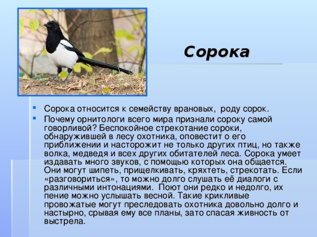 Сорока Сорока относится к семейству врановых, роду сорок. Почему орнитологи всего мира признали сороку самой говорливой? Беспокойное стрекотание сороки, обнаружившей в лесу охотника, оповестит о его приближении и насторожит не только других птиц, но также волка, медведя и всех других обитателей леса. Сорока умеет издавать много звуков, с помощью которых она общается. Они могут шипеть, прищелкивать, кряхтеть, стрекотать. Если «разговориться», то можно долго слушать её диалоги с различными интонациями.  Поют они редко и недолго, их пение можно услышать весной. Такие крикливые провожатые могут преследовать охотника довольно долго и настырно, срывая ему все планы, зато спасая живность от выстрела. 