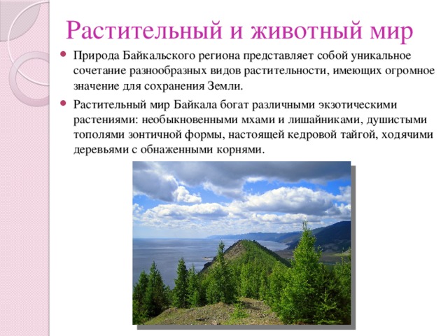 Растительный и животный мир Природа Байкальского региона представляет собой уникальное сочетание разнообразных видов растительности, имеющих огромное значение для сохранения Земли. Растительный мир Байкала богат различными экзотическими растениями: необыкновенными мхами и лишайниками, душистыми тополями зонтичной формы, настоящей кедровой тайгой, ходячими деревьями с обнаженными корнями. 