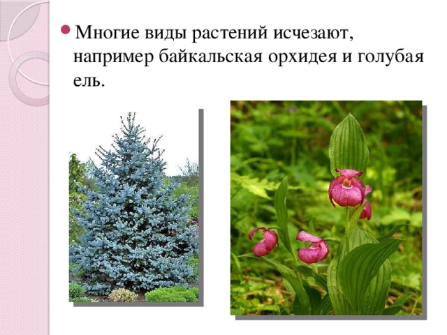 Многие виды растений исчезают, например байкальская орхидея и голубая ель. 