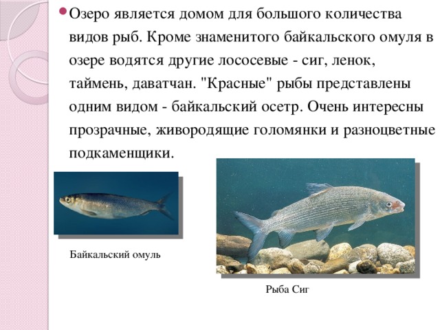 Озеро является домом для большого количества видов рыб. Кроме знаменитого байкальского омуля в озере водятся другие лососевые - сиг, ленок, таймень, даватчан. 
