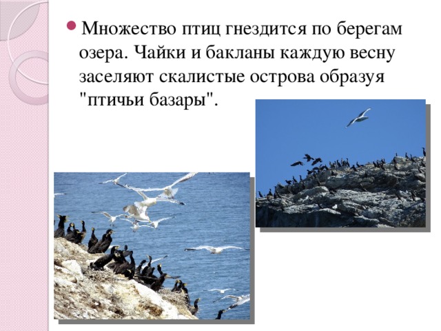 Множество птиц гнездится по берегам озера. Чайки и бакланы каждую весну заселяют скалистые острова образуя 