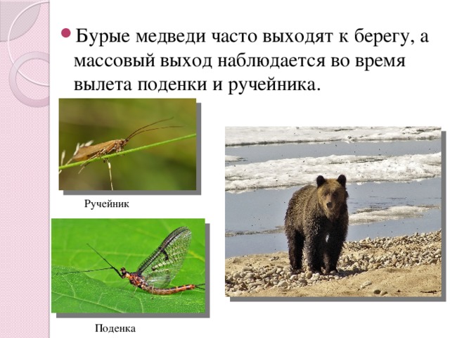 Бурые медведи часто выходят к берегу, а массовый выход наблюдается во время вылета поденки и ручейника.   Ручейник Поденка 