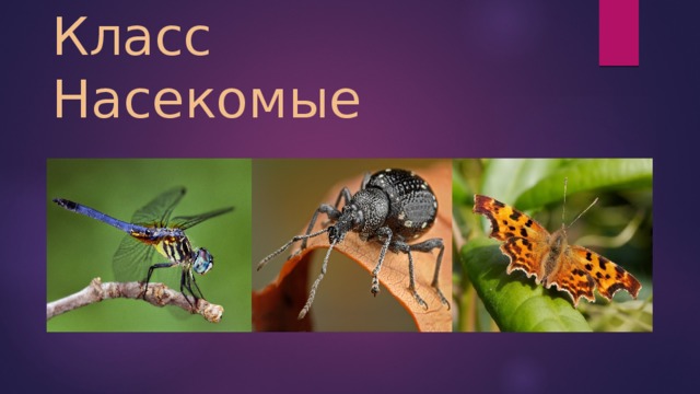 Класс Насекомые 