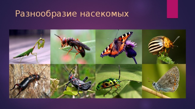 Разнообразие насекомых 