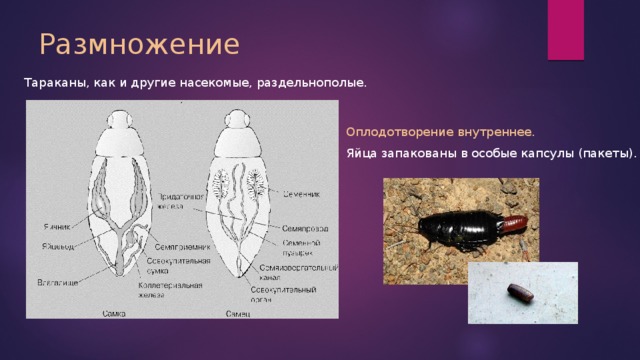 Размножение Тараканы, как и другие насекомые, раздельнополые. Оплодотворение внутреннее. Яйца запакованы в особые капсулы (пакеты). 